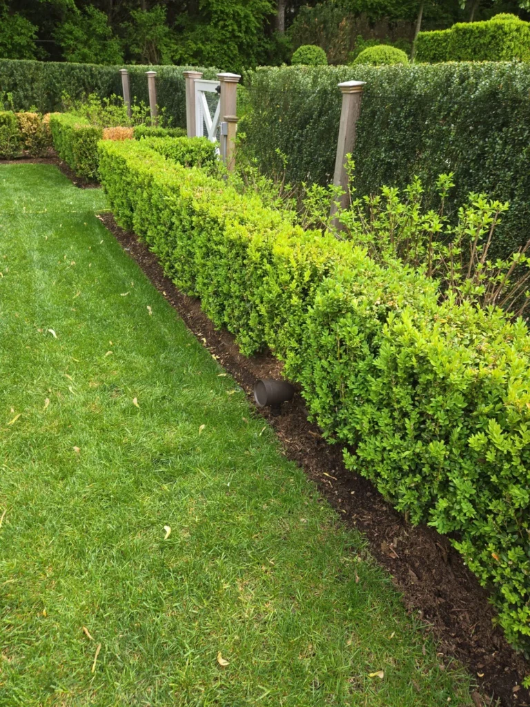 A speaker is located in the mulch line below a clipped boxwood hedge beside an open lawn