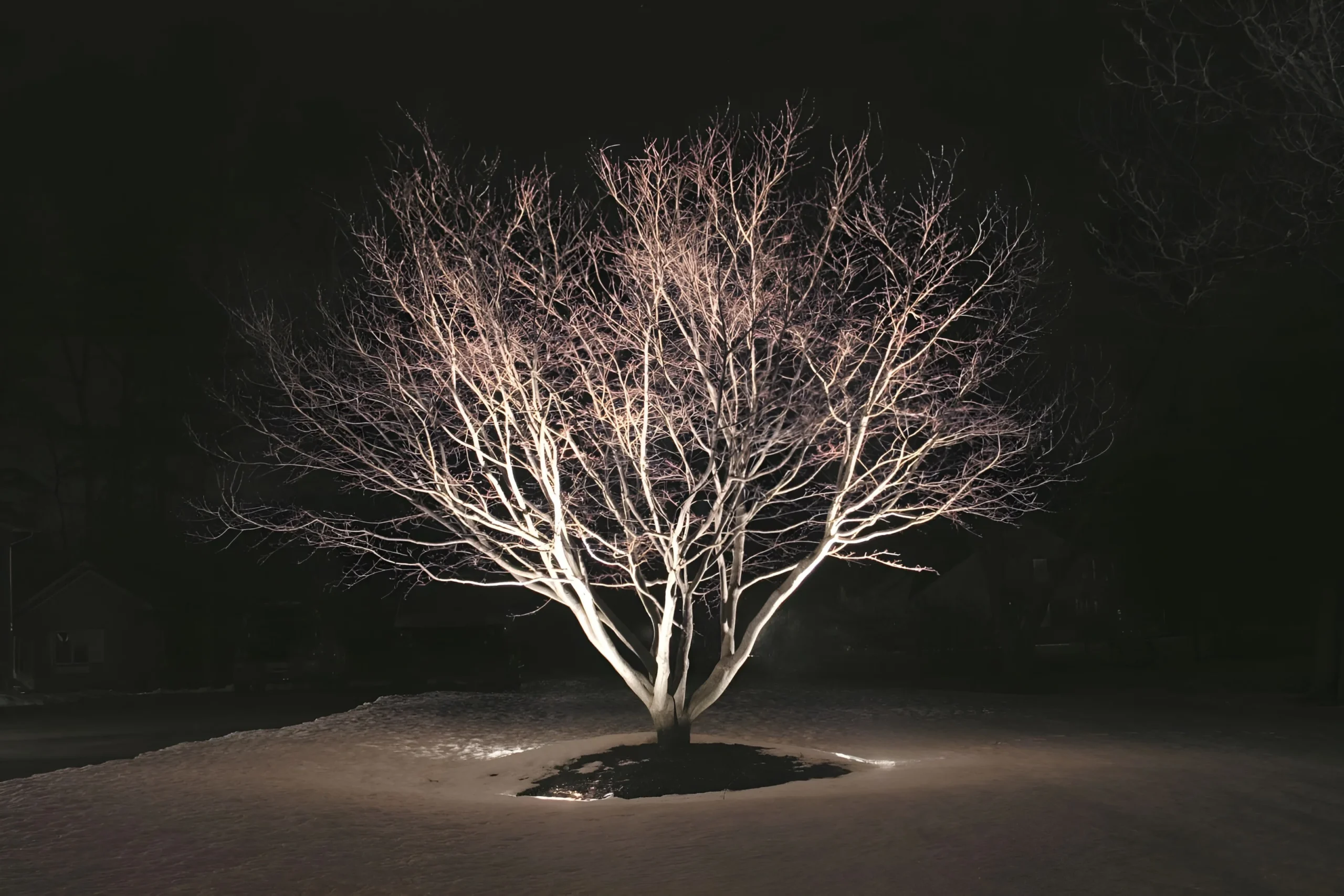 A single bare tree glows with uplight above a snow-covered lawn on a winter night.